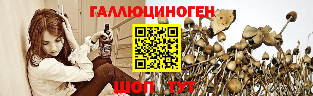 Псилоцибиновые грибы GOLDEN TEACHER Еманжелинск